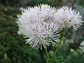 Thalictrum aquilegiifolium