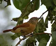 Female, Brazil