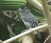 Male, Henri Pittier National Park, Venezuela