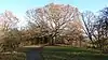 The Oak of Honour on One Tree Hill