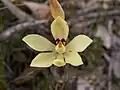 Thelymitra antennifera in the Stirling Range National Park