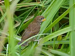 Immature bird showing yellow mandibles