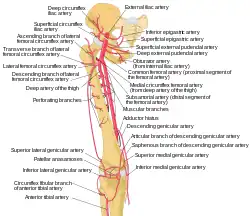 Labeled arteries of the thigh.