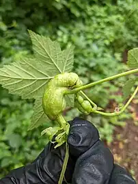 Gall produced by Diastrophus kincaidii