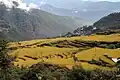 Rice terraces