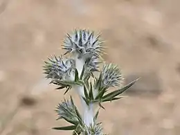 Thomson's thistle (ca. Jun '18)