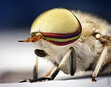 The male Tabanus lineola has holoptic compound eyes, with the dorsal ommatidia larger than the ventral ommatidia