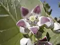 Calotropis procera