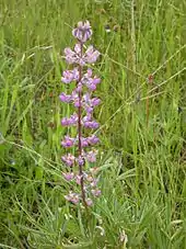 Threatened Kincaid's lupine flower