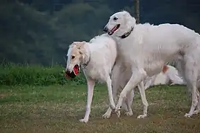 White and yellow-and-white