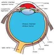 Another labeled view of the structures of the eye