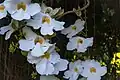 White flowered variety