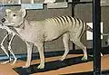 Tasmanian tiger or thylacine