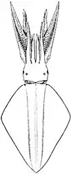 The diamondback squid, Thysanoteuthis rhombus, has full-length rhomboid fins