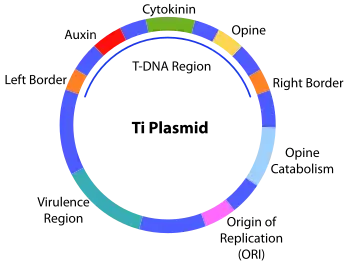 A diagram showing the structure of the Ti plasmid, with various important regions labeled