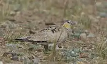 Tibetan sandgrouse