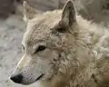 Tibetan wolf