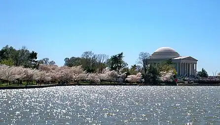 Wide view of the Tidal Basin with blossoms in 2010.