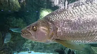 Goliath tigerfish