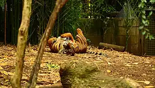 Sumatran tiger