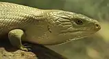 Eastern blue-tongued lizard in the terrarium