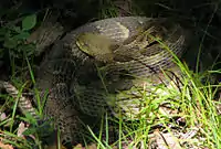 Timber rattler near the Suffern-Bear Mountain Trail