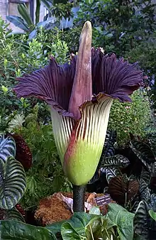 Titan arum (Amorphophallus titanum) spadix at the United States Botanic Garden