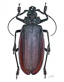 Titan Beetle is most generally associated with the Amazon Rainforest, it may also be found in other parts of South America if ecological conditions are favorable