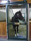 Tiznow in his stall at WinStar Farms