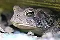 A closeup of an Eastern American toad seen in Tennessee.