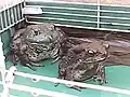 A full-grown male Asiatic toad housed with a captive mature female American bullfrog Rana catesbeiana