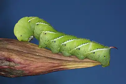 closely related tobacco hornworm - note the red horn and lack of V-shaped white markings