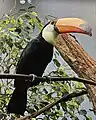 A toco toucan