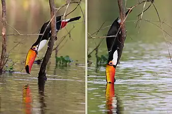 Montage of two photos of a toco toucan dipping its beak into a river to drink water