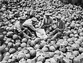 Royal Army Ordnance Corps men playing cards on bomb dump, Acheux, July 1916, Battle of the Somme. Sticks not yet attached. Wooden retaining blocks are attached to bombs