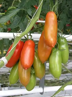 San Marzano fruit