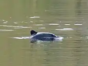 Chilean dolphin (cephalorhynchus eutropia)