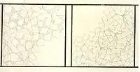 Medieval architect's plan of two muqarnas vaults, from the Topkapı Scroll