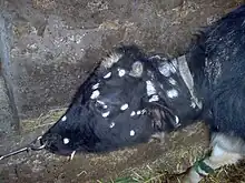 Cow infected with T. verrucosum.