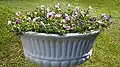 Torenia flowers in a flowerpot