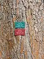 Torrey pine mature bark and nameplate in Mildred E. Mathias Botanical Garden, Los Angeles, California