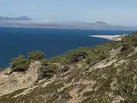 A wild Torrey pine grove, Santa Rosa Island, California