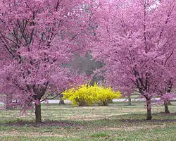 Trees and plants in bloom in Tower Grove Park to the north