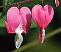 Asian bleeding-heart (Lamprocapnos spectabilis or Dicentra spectabilis)