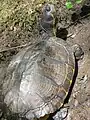 Trachemys scripta scripta in Francis Beidler Forest