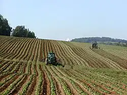 Potato farming