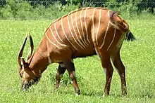 Brown bovid with white stripes