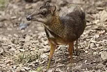 Small brown deer