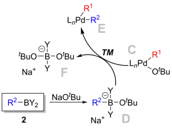 Transmetallation in Suzuki reaction.