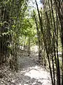 Bamboo Garden